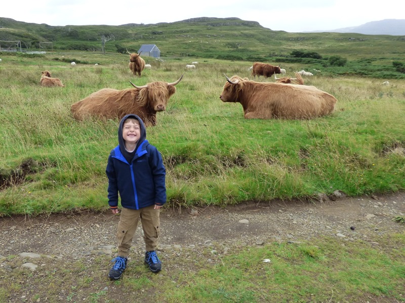 Where To See Hairy Highland Coos Secret Scotland