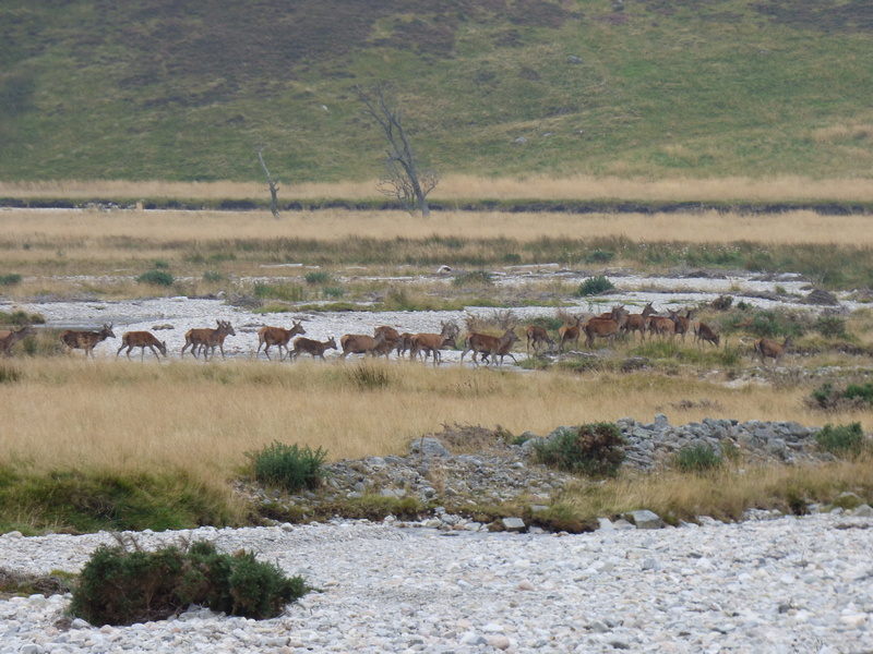 Herd of Red Deer in a Scottish Glen