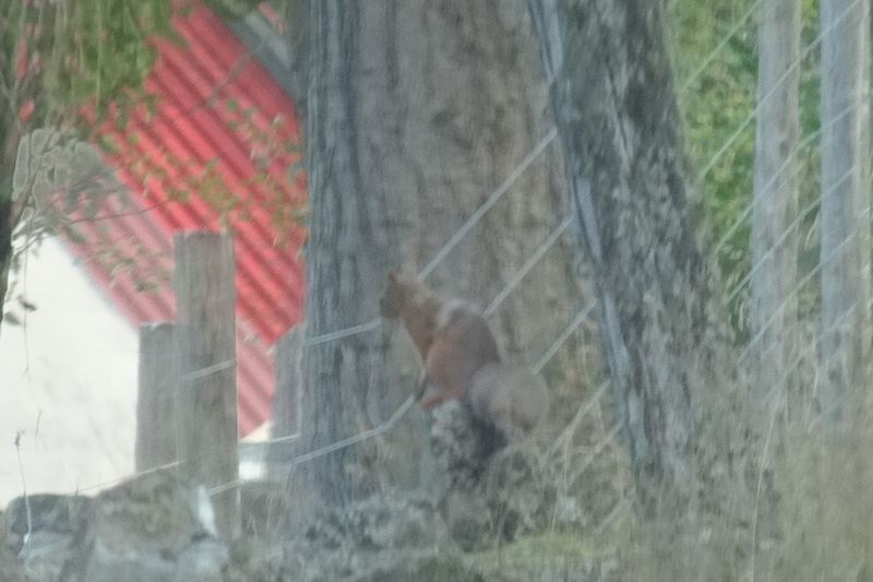 Hazy picture of a Red Squirrel in Scotland