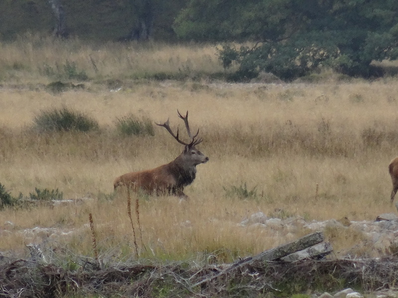 12 pointer Red Deer Stag on the Mar Estate in Scotland