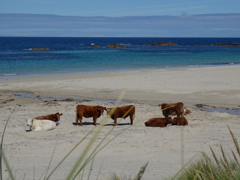 Cliad Bay on Coll 