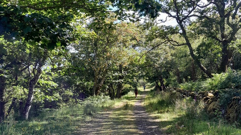 Path through Woodlands on Colonsay 