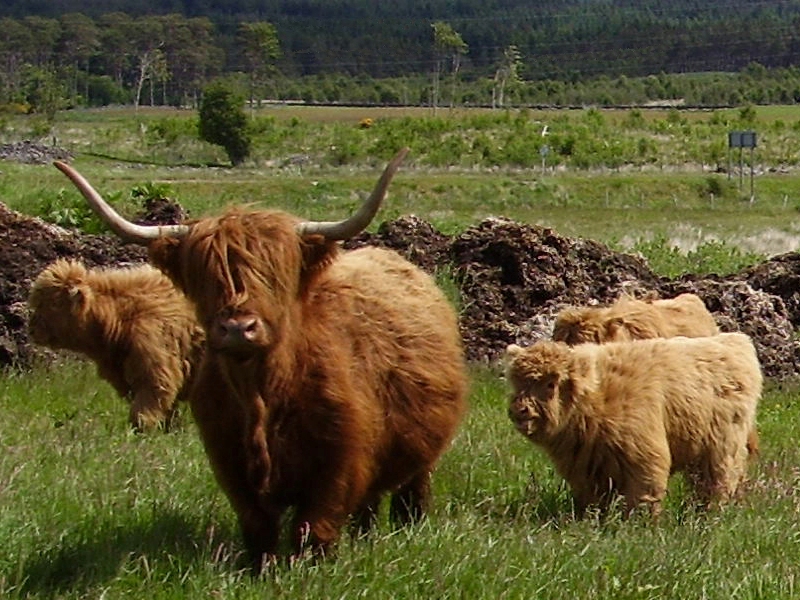 Where to see Highland cows in Scotland