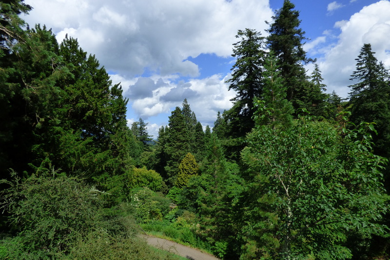 Mature trees growing in Dawyck Gardens