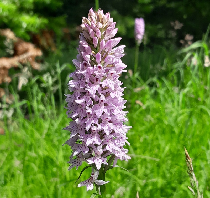 Common Spotted Orchid in Dawyck gardens