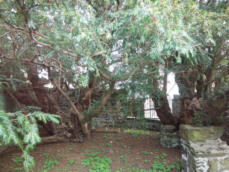 Fortingall Ancient Yew Tree