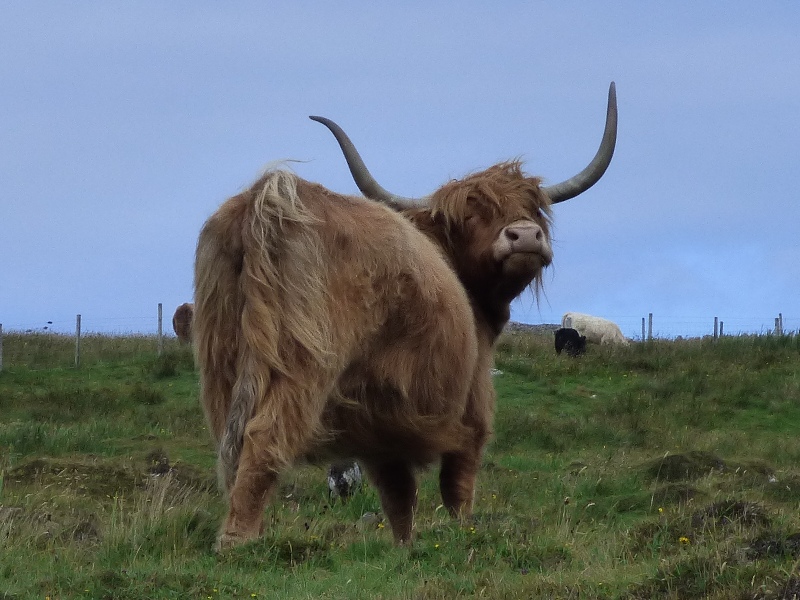 Where to See Hairy Highland Coos