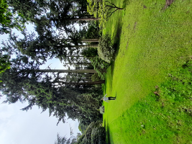 Avenue of tall trees at Galloway House Gardens