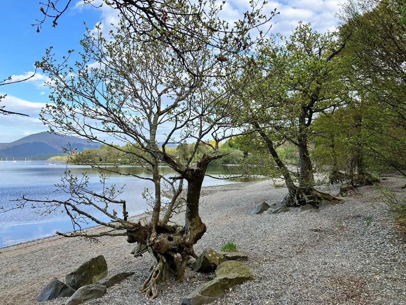 Trees on the shoreline of Loch Lomond