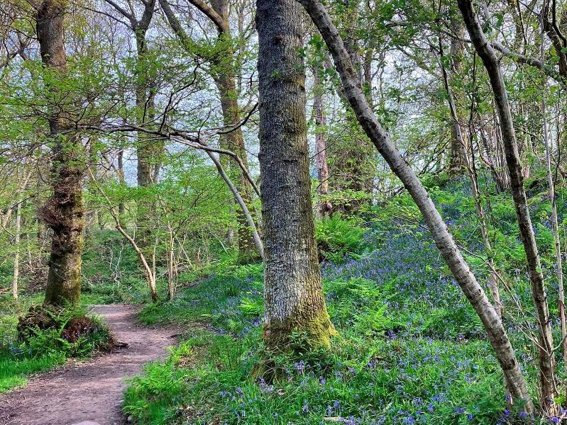 Bluebells blooming in the woodlands along Loch Lomond