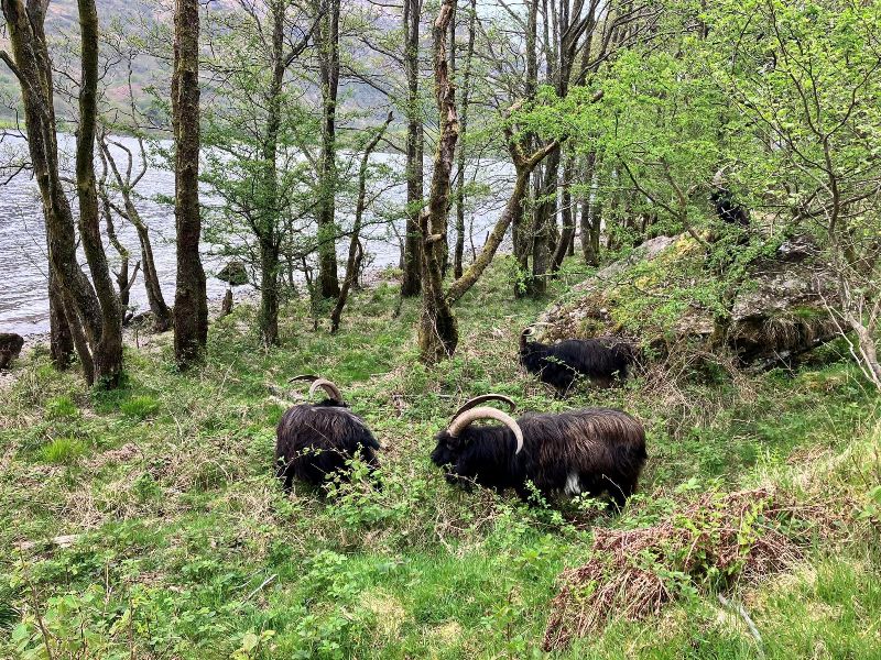 Herd of wild goats at Loch Lomond