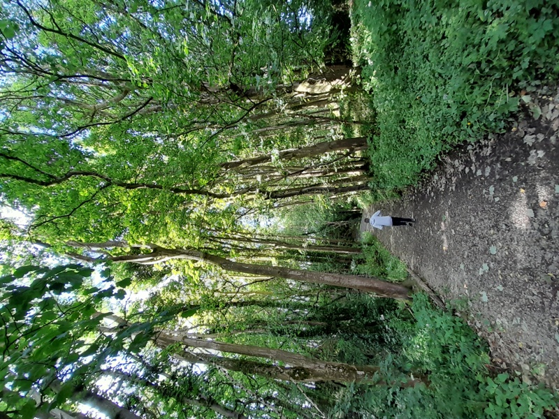 Woodland Path to St Ninian's Cave